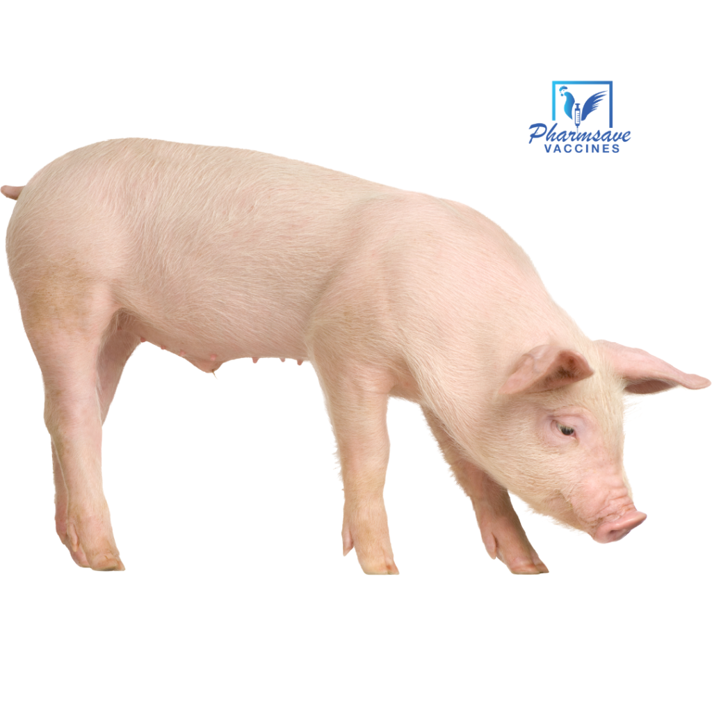 Vaccination Schedule For Pigs