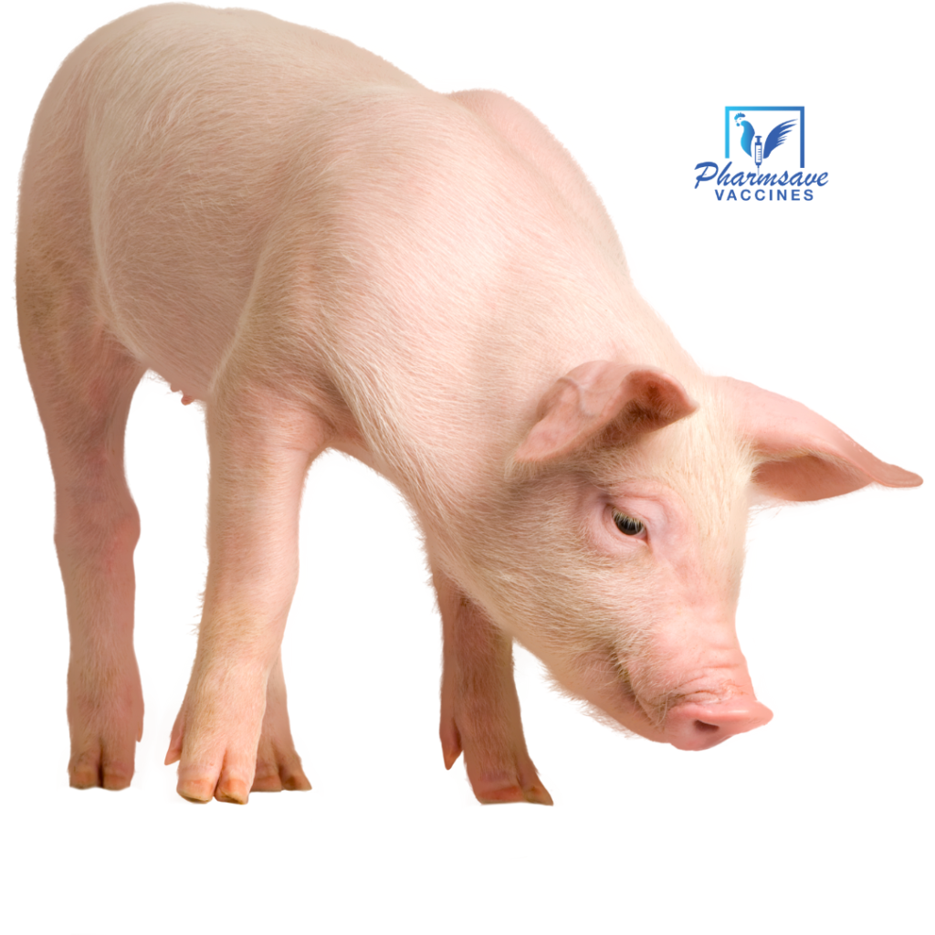 Vaccination Schedule For Pigs