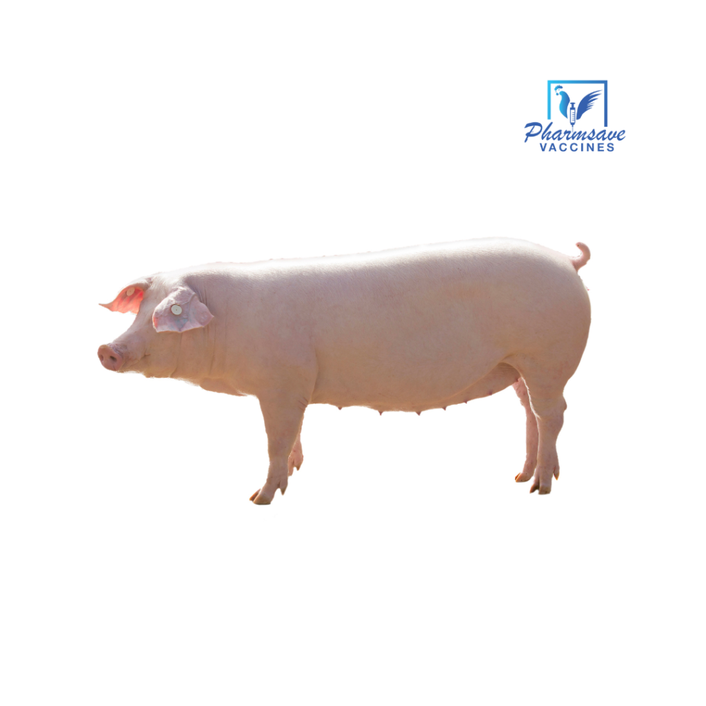 Vaccination Schedule For Pigs