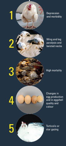 Newcastle Disease