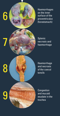 Newcastle Disease