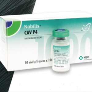 CAV P4