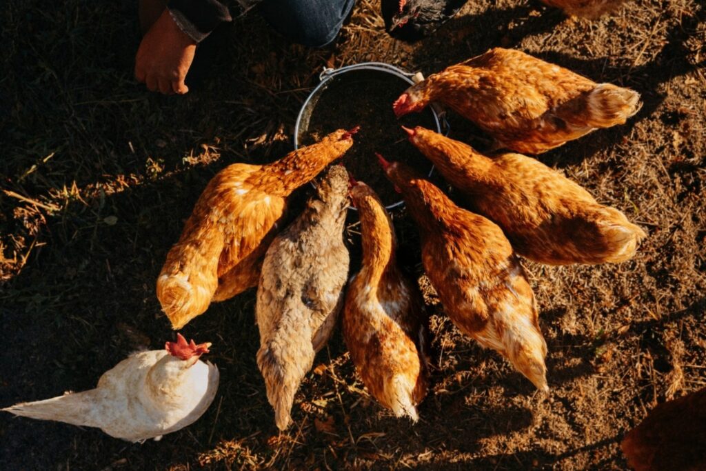 Feed Conversion Rate